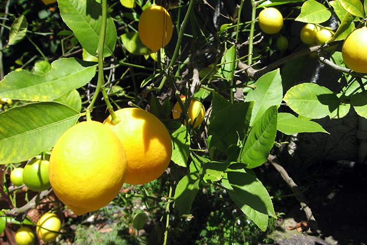 limones caseros