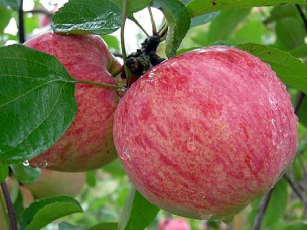 măr de vară cu dungi