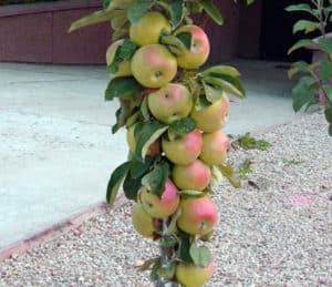 Stulpelinio obuolio prezidento aprašymas, savybės ir nokimo sąlygos, sodinimas ir priežiūra