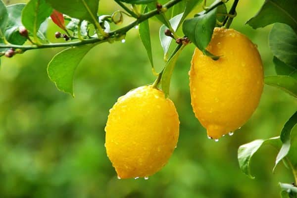 limones en una rama