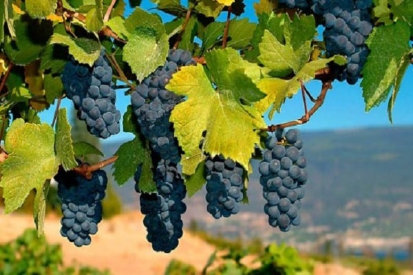sortowanie winogron