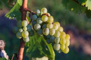 Kā vīnogu šķirni var identificēt pēc lapu izskata un augļu garšas?