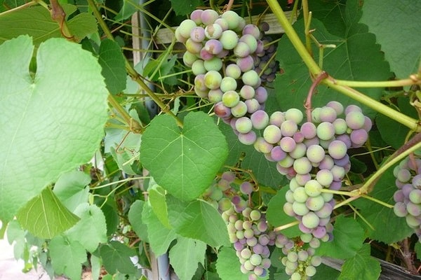 przeznaczenie winogron