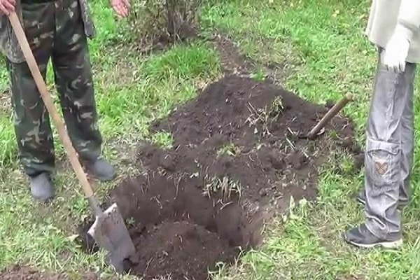 digging earth