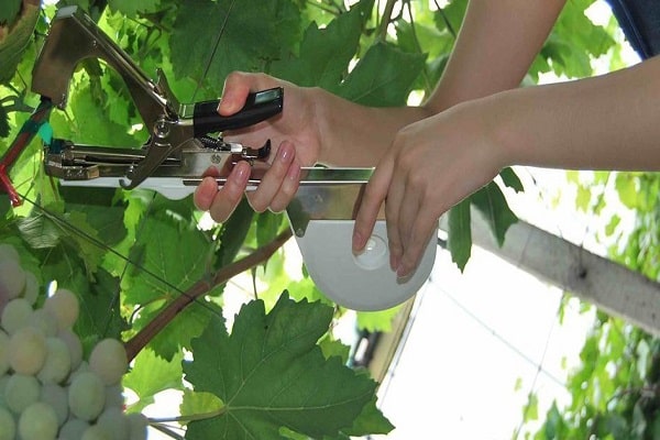 pruning grapes