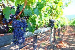 Jak prawidłowo przywiązać winogrona do kratki na wiosnę, metody i instrukcje krok po kroku dla początkujących