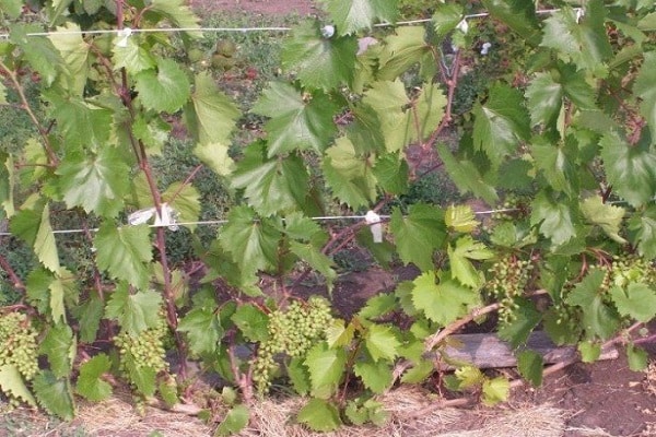 druiven aan het latwerk