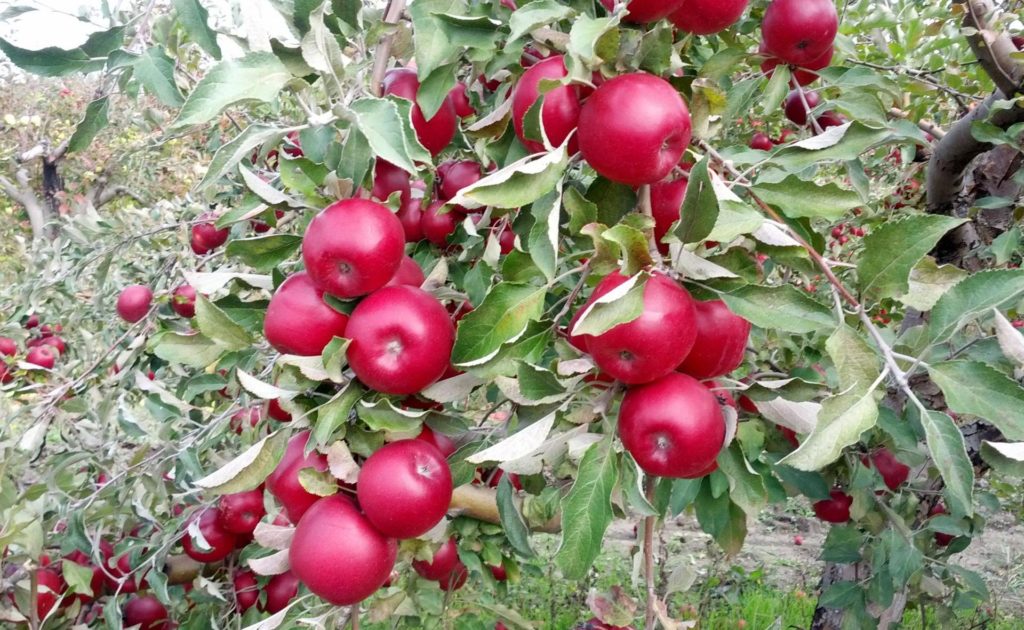 Apfelbaum starkrimson