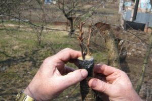 Step-by-step instructions on how to properly plant cherries on cherries and the timing of the procedure for beginners