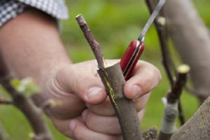 كيفية زراعة شجرة تفاح بشكل صحيح في الصيف والربيع والخريف باستخدام قصاصات جديدة للمبتدئين خطوة بخطوة