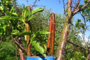 How can you propagate apricot with green cuttings at home, planting methods