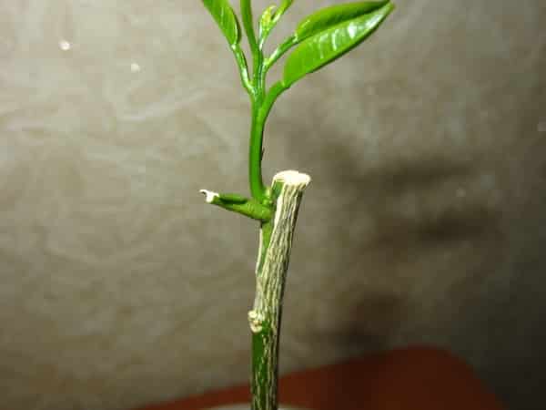 Cum să crești lămâie din semințe acasă