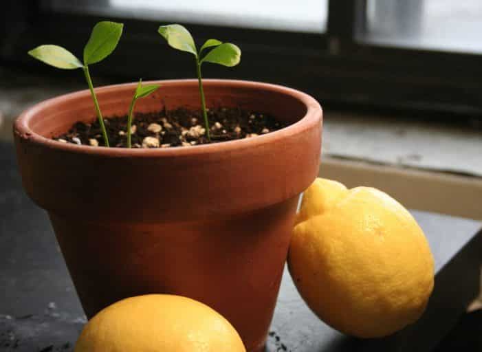 büyüyen limon