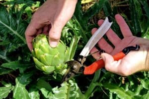 How to grow an artichoke in the open field in the country from seeds, home care