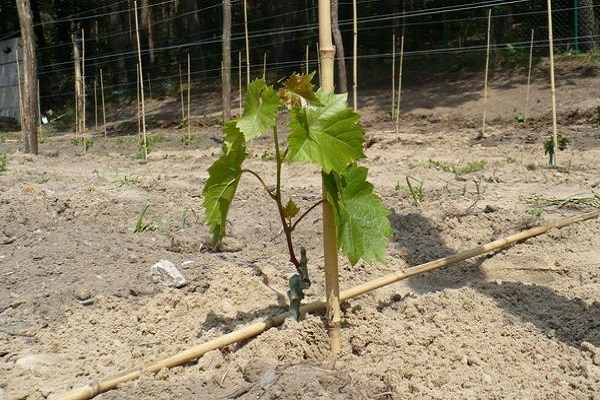 winogrona w glebie