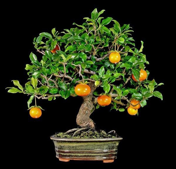 voksende persimmon