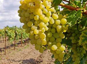 Cómo y de acuerdo con qué esquema alimentar las uvas en julio durante el vertido de bayas y después de la floración para el crecimiento.