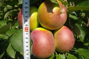 Arbat çeşidinin sütunlu bir elmasının meyvelerinin tanımı ve özellikleri ve yetiştirme ve bakımın özellikleri