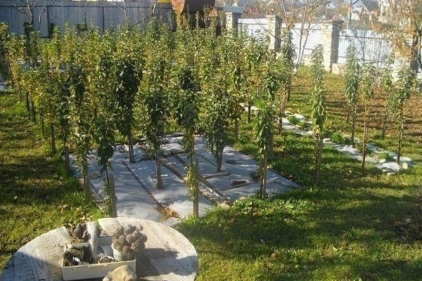 me kasvatamme omenapuuta