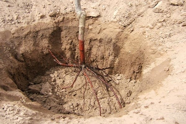root planting