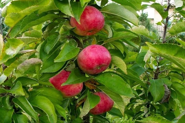 omenahedelmät