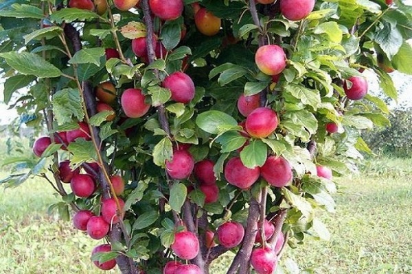 columnar apples