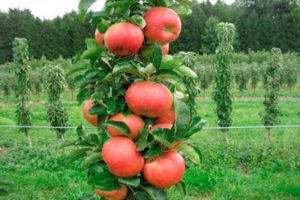 Pflanzen und Pflegen von säulenförmigen Apfelbäumen in Sibirien, Anbau und die besten Sorten