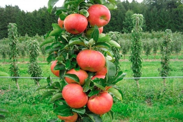 characteristic of apple trees