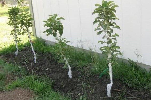 tree seedlings