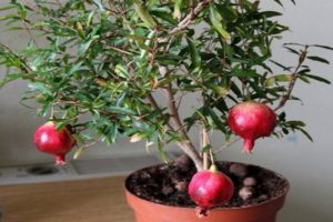 Pravidla pro výsadbu a péči o vnitřní granátové jablko a metody pěstování doma