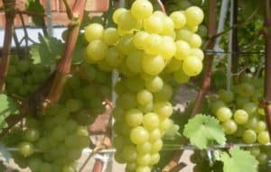 Vynuogių veislės „Korinka Russkaya“ aprašymas ir savybės, pranašumai ir trūkumai, auginimas