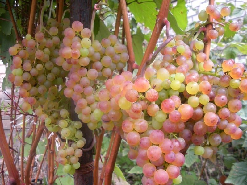 vynuogių rusiška korinka