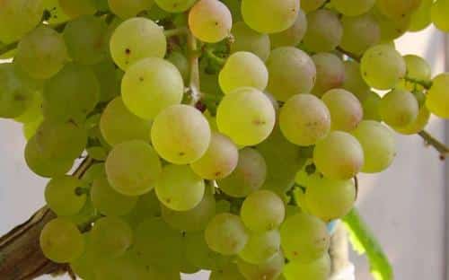 grape Russian korinka
