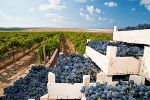 Opis winogron Krasnostop i cechy gatunkowe, zasady sadzenia i pielęgnacji