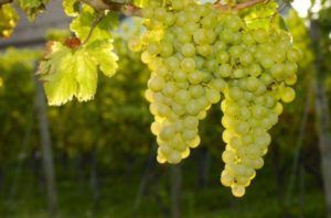 Opis i historia selekcji winogron Sauvignon, metody sadzenia i zasady pielęgnacji