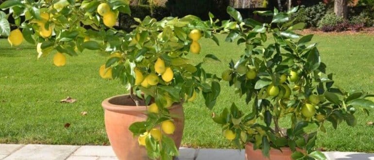 domácí citrony