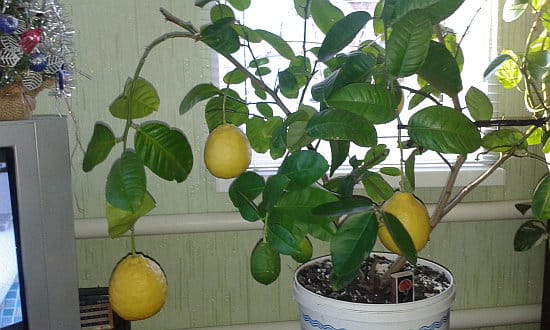 homemade lemons