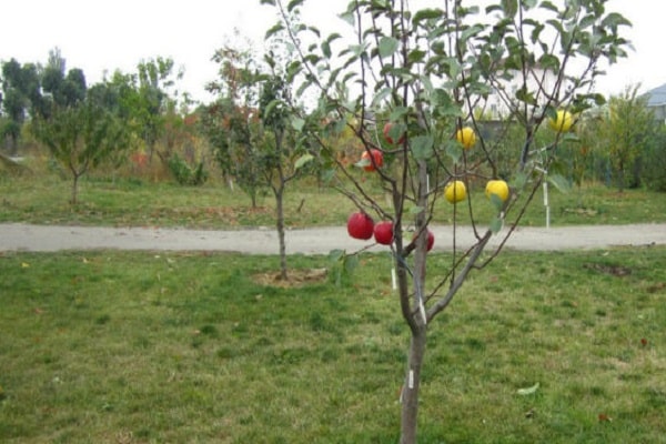 äppelbusken