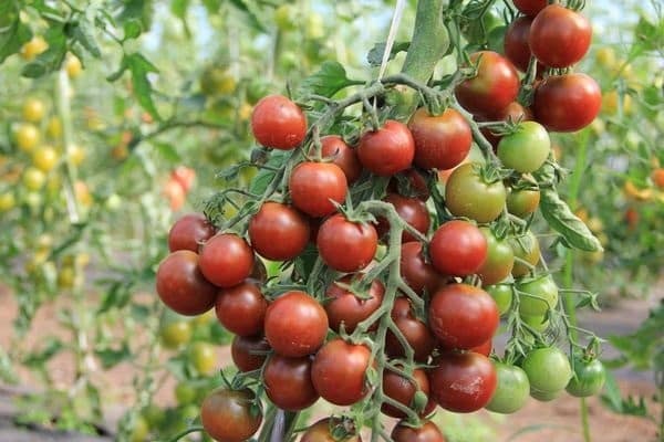 הזנים הפוריים והטובים ביותר של עגבניות משנת 2020 לחממות ושטח פתוח