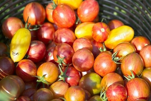 tomates redondos