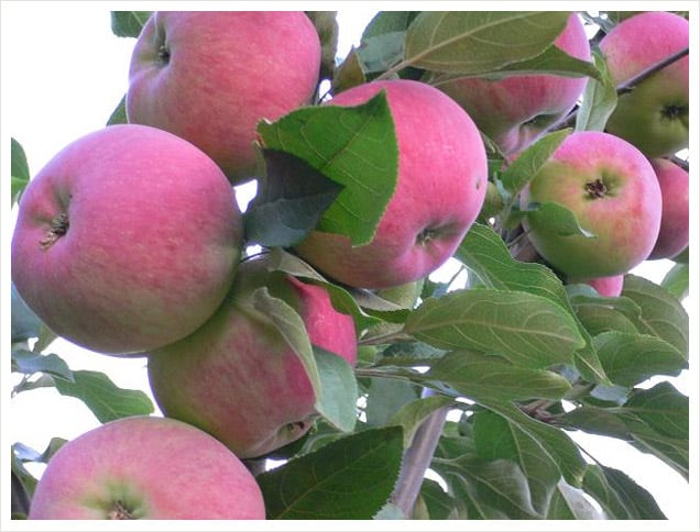 mantet od stabla jabuka