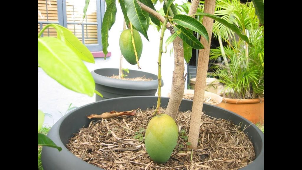 rosnące mango
