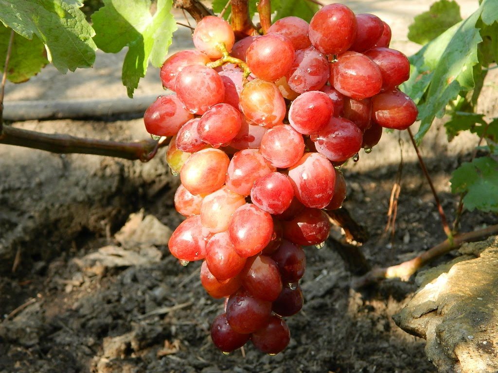 druiven ter nagedachtenis aan de leraar