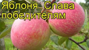 Popis a charakteristika odrůdy jablek Sláva vítězům, pěstování a péči