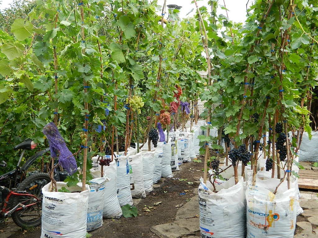 grape seedlings