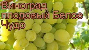 Descripción y características, el origen de la variedad de uva White Miracle y las reglas de cultivo