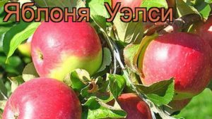 Kuvaus ja ominaisuudet Welsey-omenapuiden hedelmällisestä lajikkeesta, viljely ja hoito