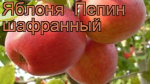 Característiques i descripció de la varietat de poma El safrà Pepin, característiques de cultiu i cura