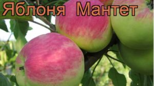 Description and characteristics of the summer variety of Mantet apple trees, planting and growing rules
