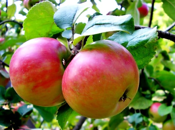 elma ağacı Zhigulevskoe
